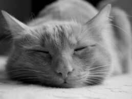 black and white photo of a cat sleeping
