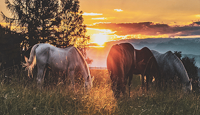 hästar på äng i solnedgång